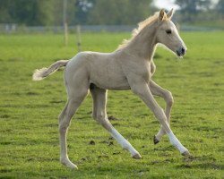 horse De Ene (KWPN (Royal Dutch Sporthorse), 2008, from McJonnas)