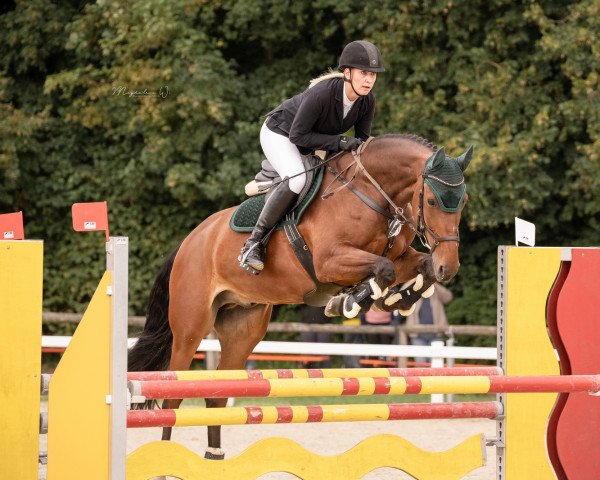 jumper Canabis Bay (German Sport Horse, 2012, from Cappucino)