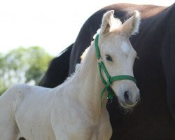 dressage horse Mc Rox Baron (KWPN (Royal Dutch Sporthorse), 2014, from Mc Jonnas)