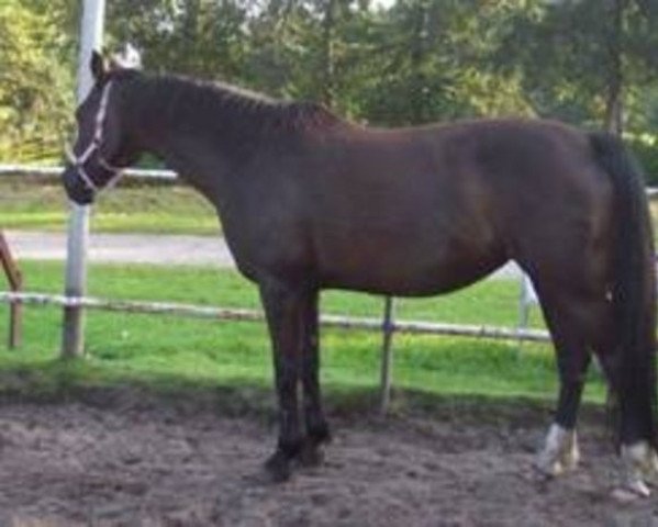 broodmare Oxanne (KWPN (Royal Dutch Sporthorse), 1996, from Ulft)