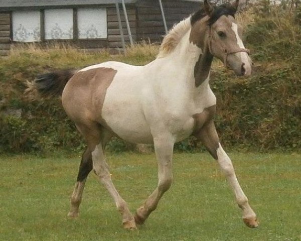 horse McJester (Nederlands Rijpaarden en Pony, 2011, from McJonnas)