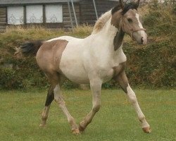 Pferd McJester (Nederlands Rijpaarden en Pony, 2011, von McJonnas)