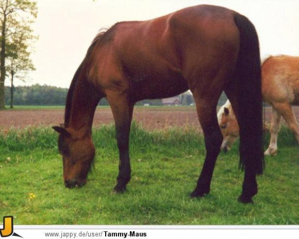 Pferd Tarmany Crown (American Saddlebred Horse, 1992)