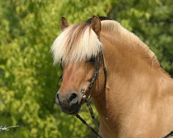 stallion Skagen (Fjord Horse, 1989, from Samson)