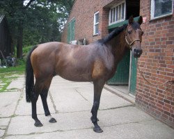 jumper Ludovico 11 (Oldenburg show jumper, 2003, from Lovis Corinth)