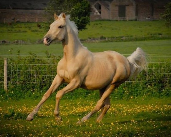 horse Solaris Ezanndra (Scottish Sports Horse, 2009, from McJonnas)