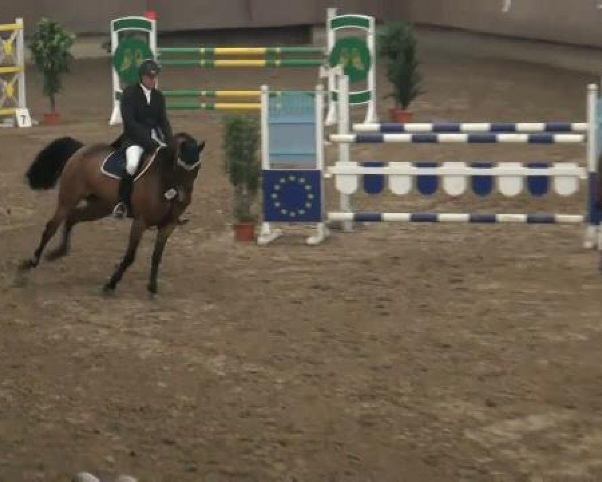 broodmare Lisalotta 3 (Oldenburg show jumper, 2005, from Landor S)