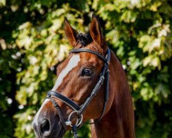 jumper Eic Stepstone (Hanoverian, 2017, from Stolzenberg)