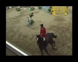 jumper Eastwood (Hanoverian, 1996, from Escudo I)