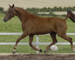 broodmare Zandarinn (KWPN (Royal Dutch Sporthorse), 2004, from Watermill Scandic)