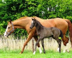 broodmare Lactharinn (KWPN (Royal Dutch Sporthorse), 1993, from No Ski xx)