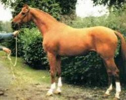 stallion No Ski xx (Thoroughbred, 1983, from Niniski xx)