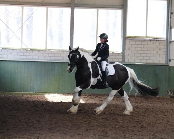 dressage horse Hannes 173 (unknown, 2009)