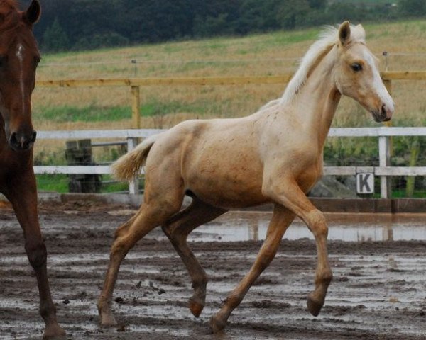 horse Solaris Dzandarinna (Scottish Sports Horse, 2008, from McJonnas)