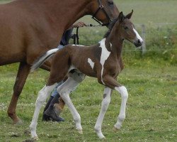 Pferd Solaris Fizzinno (Scottish Sports Horse, 2010, von Solaris Buenno)