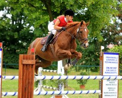 Springpferd Welina 28 (Deutsches Sportpferd, 2005, von Dornado)