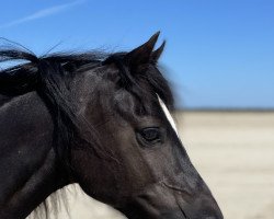 horse Dorthealyst Madonna (Welsh-Cob (Sek. C), 2008, from Synod Grouse)