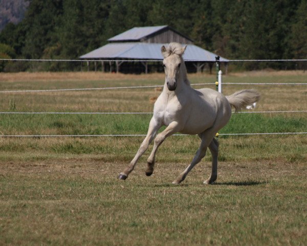 Pferd Tess (Fjordpferd, 2021, von Tsjalle)