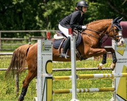 Dressurpferd Falkenhofs Ecestella (Deutsches Reitpony, 2003, von Marduc)