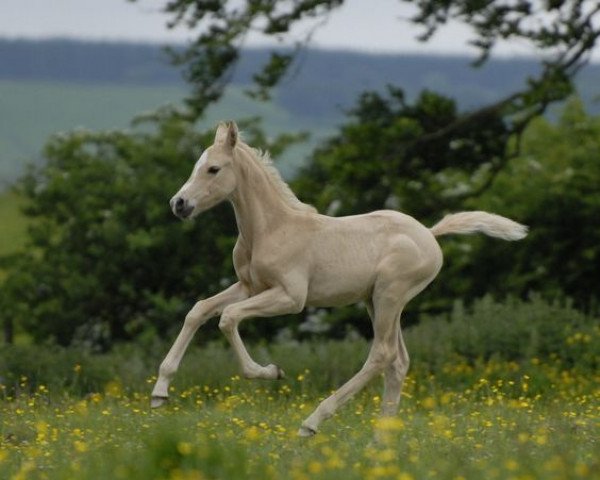 horse McKenzie (Scottish Sports Horse, 2008, from McJonnas)