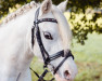 Zuchtstute Spoorzicht's Happiness (Welsh Mountain Pony (Sek.A), 2012, von Eppynt Quick Silver)