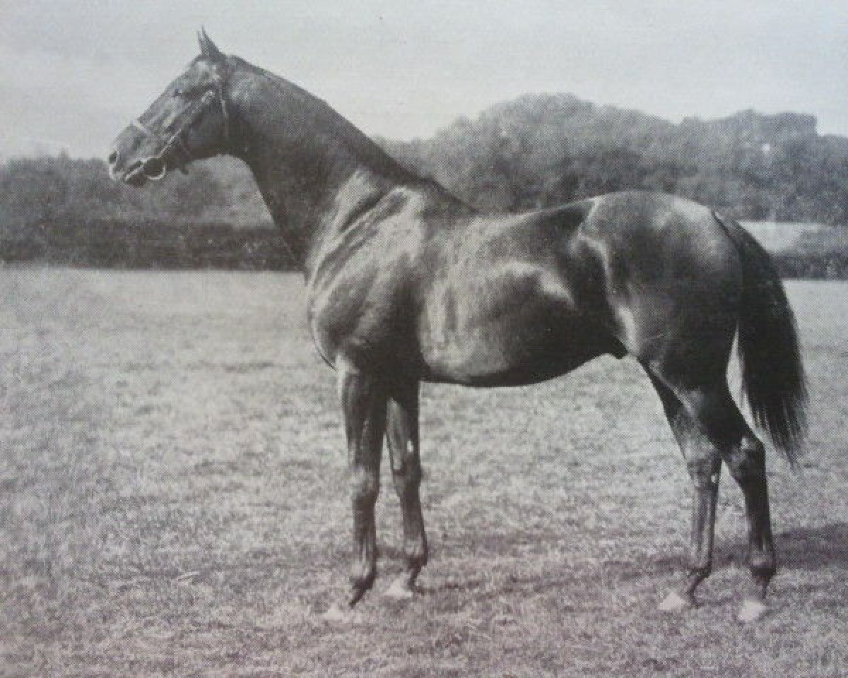 Deckhengst Rose En Soleil xx (Englisches Vollblut, 1928, von Solario xx)