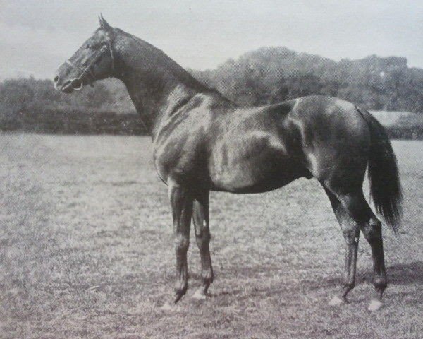 stallion Rose En Soleil xx (Thoroughbred, 1928, from Solario xx)