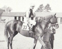 broodmare Boreal xx (Thoroughbred, 1952, from Borealis xx)