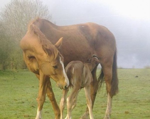 Zuchtstute Cassie (Scottish Sports Horse, 1997, von Dauntless Prince)