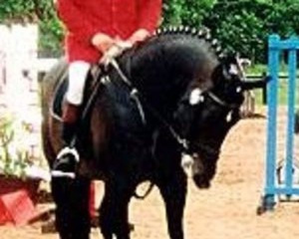 horse Dauntless Prince (British Sport Horse, 1986, from Demonstrator)