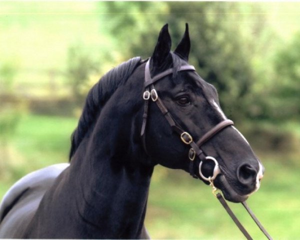 stallion Demonstrator (Hanoverian, 1981, from Dynamo)