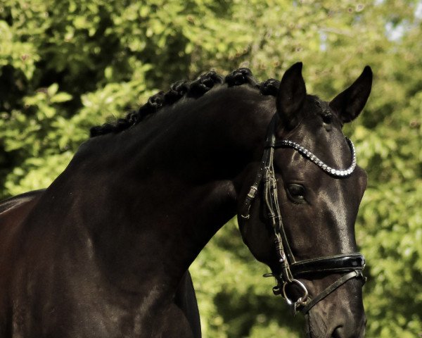 dressage horse Qorn (Rhinelander, 2017, from Quantensprung 3)