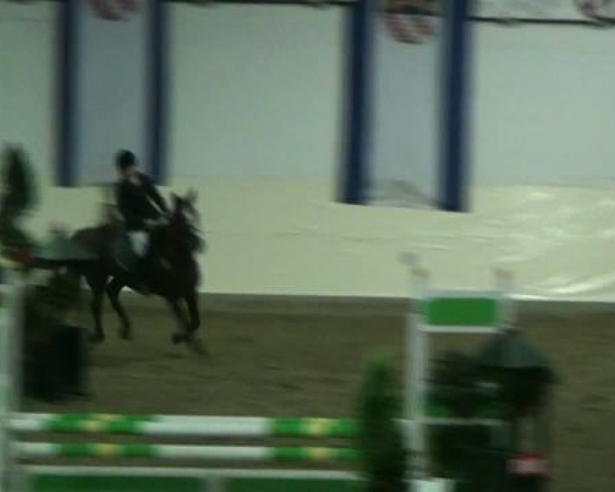 Dressurpferd Doolittle 112 (Deutsches Reitpony, 2001, von FS Don't Worry)