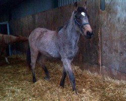 Pferd Raphaela’s Pik'azzo (British Sport Horse, 2012, von McJonnas)