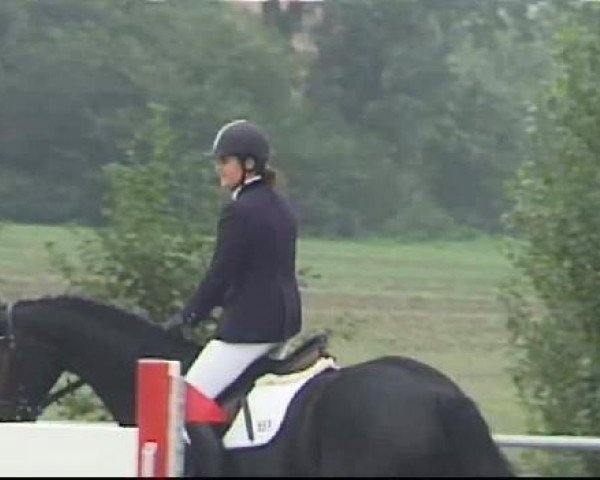 dressage horse Danica 25 (Westphalian, 2007, from Dark Fire)