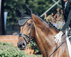 dressage horse Daily Dance (Westphalian, 2013, from Daley Thompson)