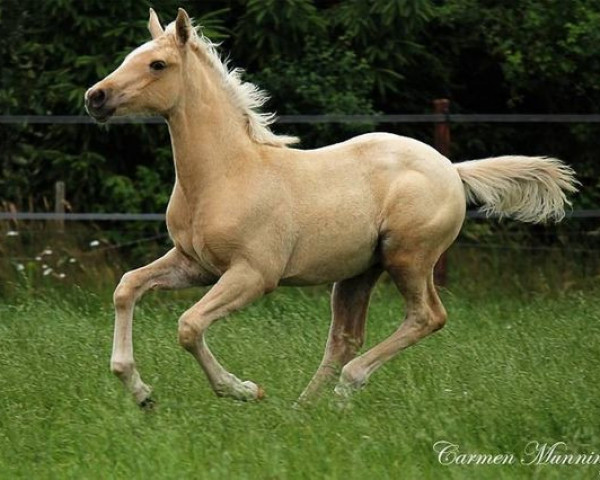 Pferd Mc Passion (Nederlands Rijpaarden en Pony, 2012, von McJonnas)