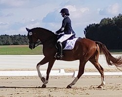 dressage horse Solero 75 (German Sport Horse, 2008, from Sommerhit)