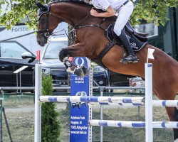 Springpferd Amir D (Deutsches Sportpferd, 2015, von Acordelli)