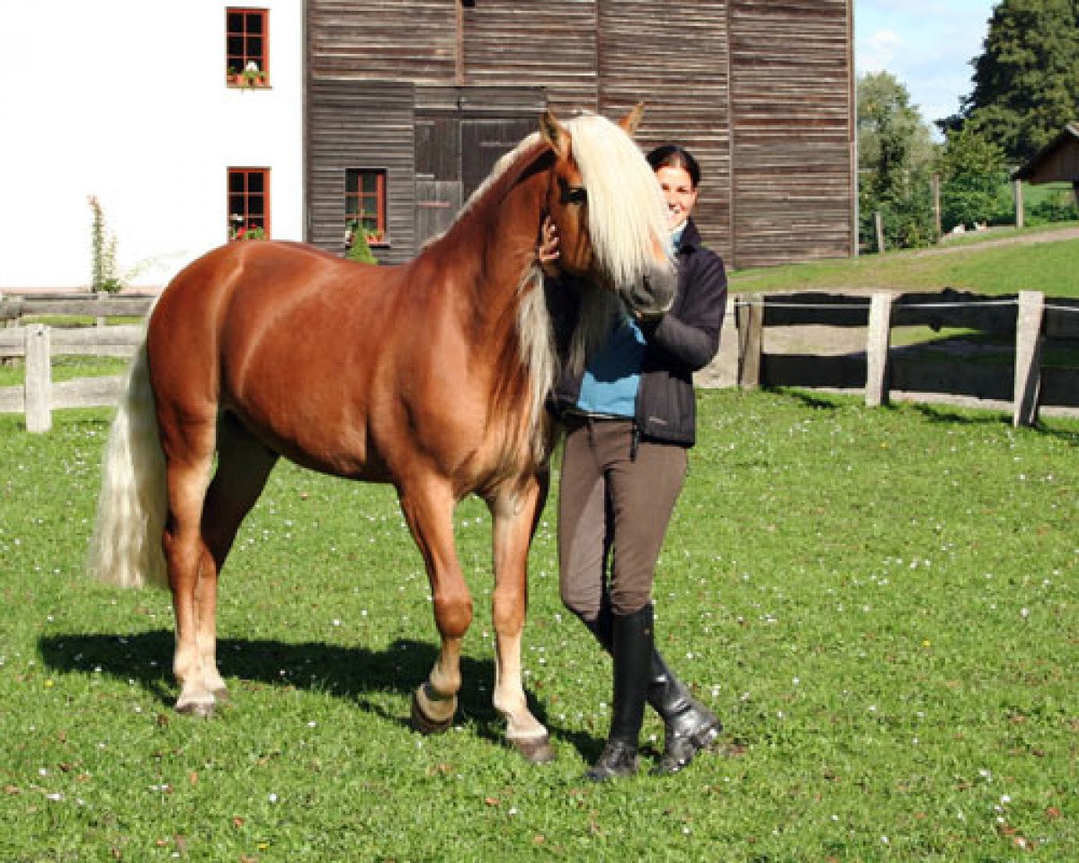 Deckhengst Nordlicht (Haflinger, 2002, von Nobelstar)