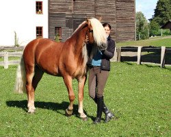 horse Nordlicht (Haflinger, 2002, from Nobelstar)