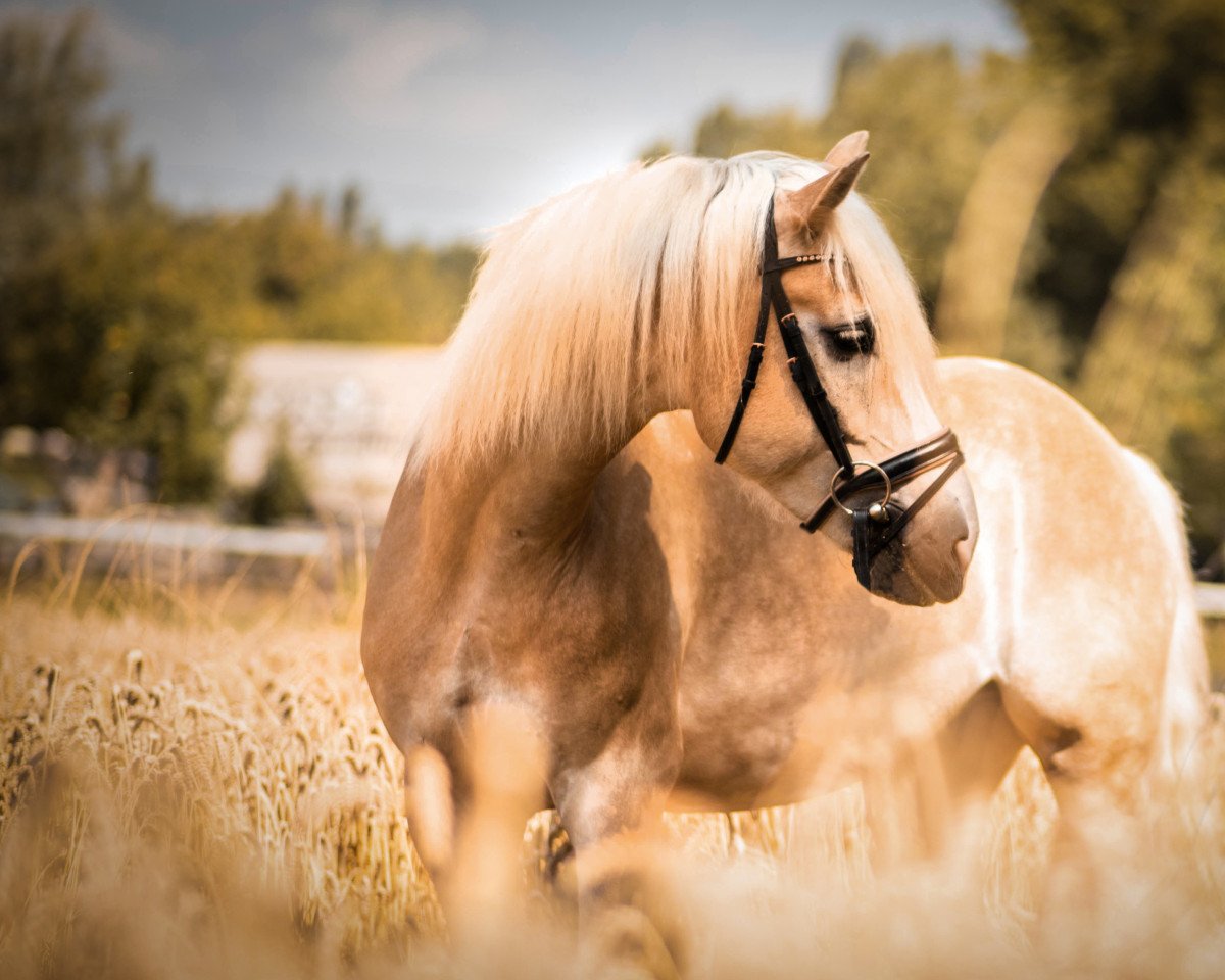 Dressurpferd Nevados Oro (Haflinger, 2013)