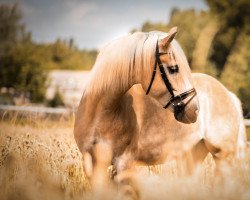 dressage horse Nevados Oro (Haflinger, 2013)