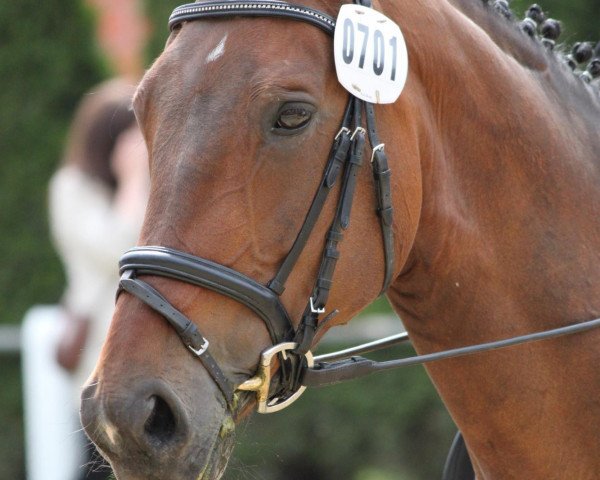 broodmare Sienna (Westphalian, 1999, from Sao Paulo)