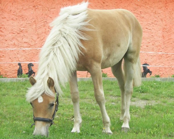 Springpferd Stern (Haflinger, 2010, von Steigerwald SG)