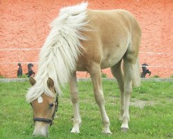 jumper Stern (Haflinger, 2010, from Steigerwald SG)