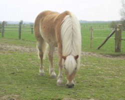 broodmare Steinnella (Haflinger, 1998, from Steinalm)