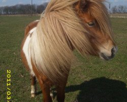 Pferd Filou (Shetland Pony, 2009, von Falk of Baltic Sea)