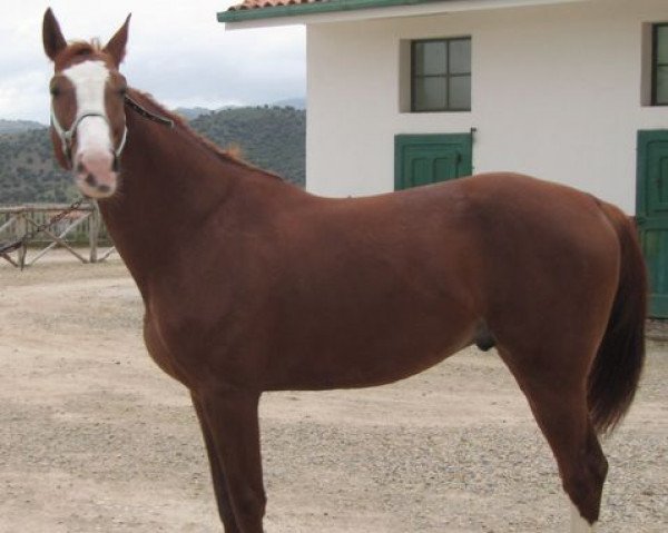 stallion Babalou de Ligny (Luxembourg horse, 2006, from Baloubet du Rouet)