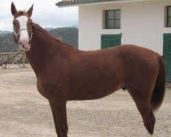 Deckhengst Babalou de Ligny (Luxemburgisches Reitpferd, 2006, von Baloubet du Rouet)